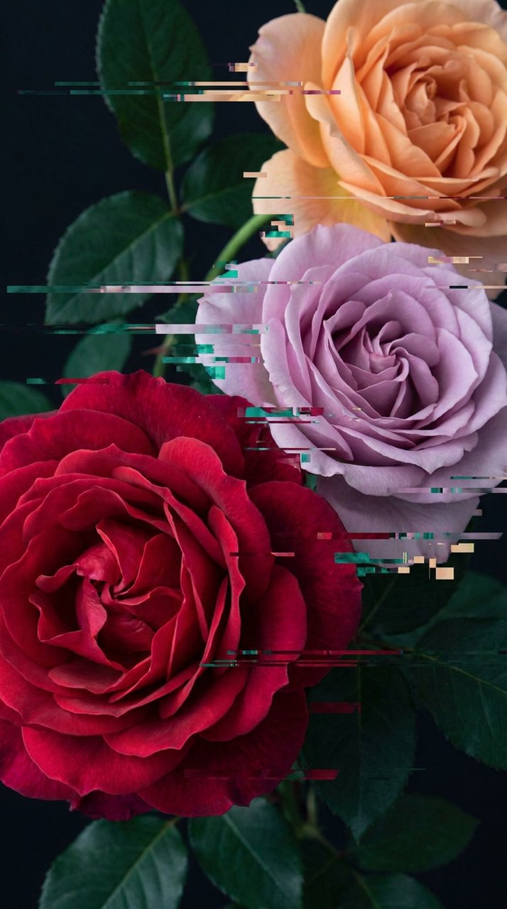 Glitch roses — by @framepeek_com, from the In Bloom collection